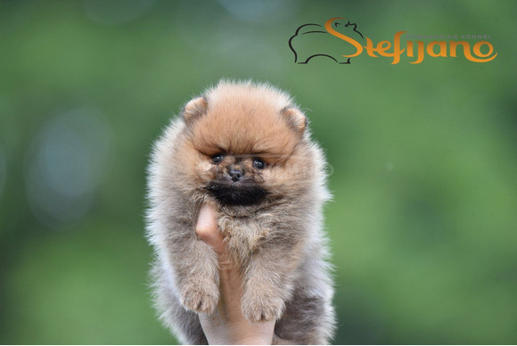 Pomerániai Boo – gyönyörű kölykök
