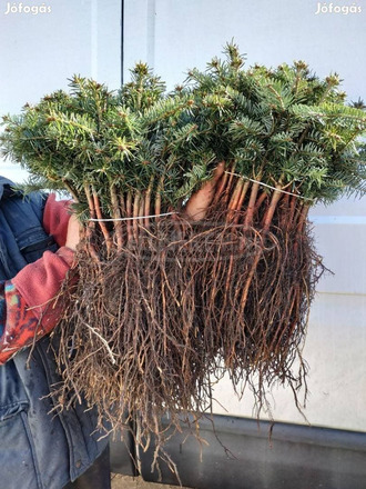 Fenyő csemete eladó, luc, ezüst, normand, nordmann fenyőcsemete