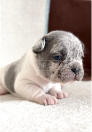 Francia bulldog gyönyörű kölykök
