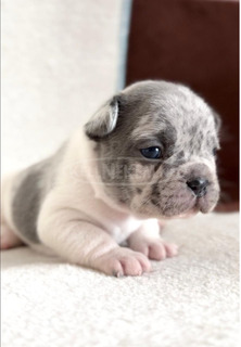 Francia bulldog gyönyörű kölykök