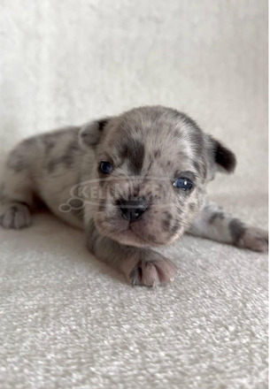 Francia bulldog gyönyörű kölykök