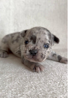 Francia bulldog gyönyörű kölykök
