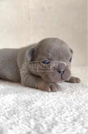 Francia bulldog gyönyörű kölykök
