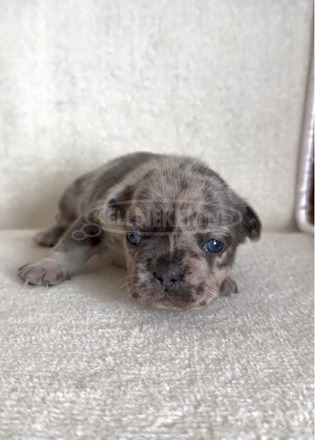 Francia bulldog gyönyörű kölykök