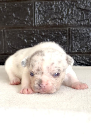 Francia bulldog gyönyörű kölykök