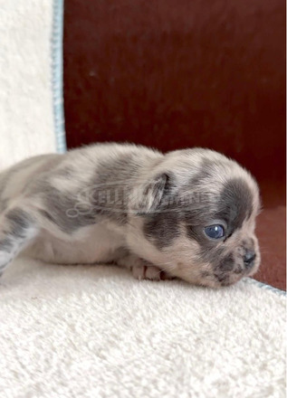 Francia bulldog gyönyörű kölykök