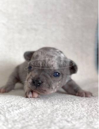 Francia bulldog gyönyörű kölykök