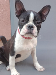 Boston terrier nőstény kölyök