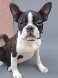 Boston terrier nőstény kölyök