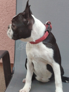 Boston terrier nőstény kölyök