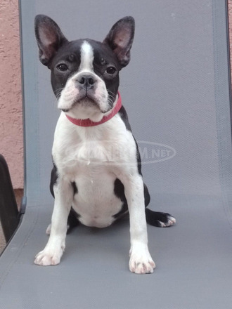 Boston terrier nőstény kölyök