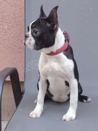 Boston terrier nőstény kölyök