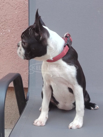Boston terrier nőstény kölyök