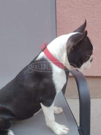 Boston terrier nőstény kölyök