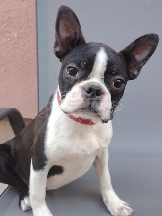 Boston terrier nőstény kölyök