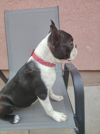 Boston terrier nőstény kölyök