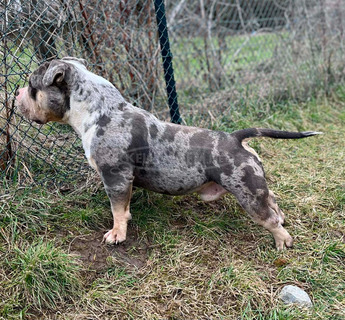 American Bully Pocket – kan és szuka eladó