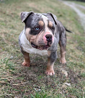 American Bully Pocket – kan és szuka eladó
