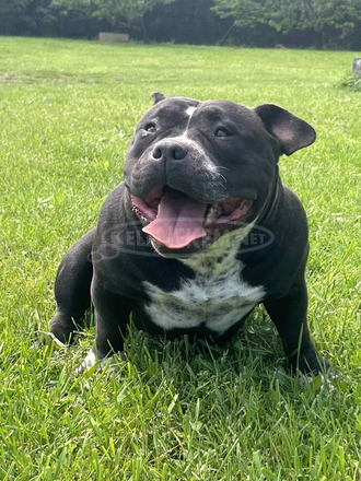 American Bully Pocket – kan és szuka eladó