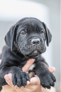 Cane Corso gyönyörű kölykök