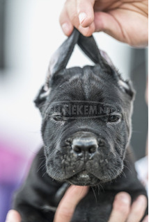 Cane Corso gyönyörű kölykök