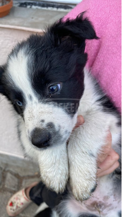 Border collie