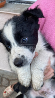 Border collie