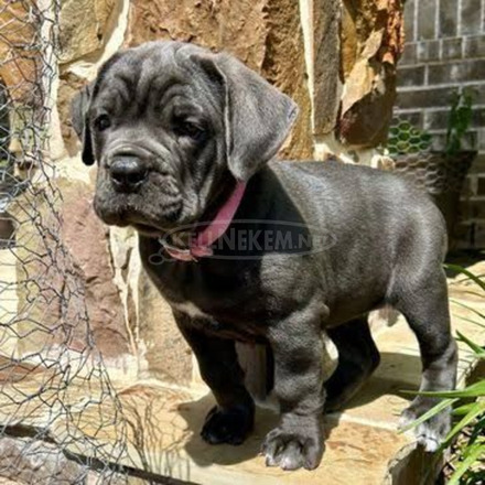 Cane Corso kölykök