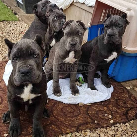 Cane Corso kölykök
