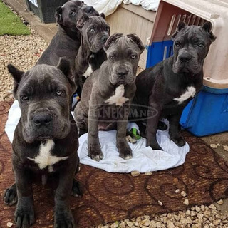 Cane Corso kölykök