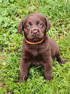 Labrador retriever kölykök