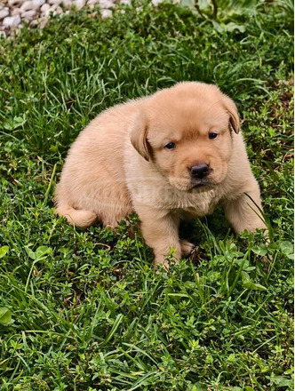 Labrador retriever kölykök