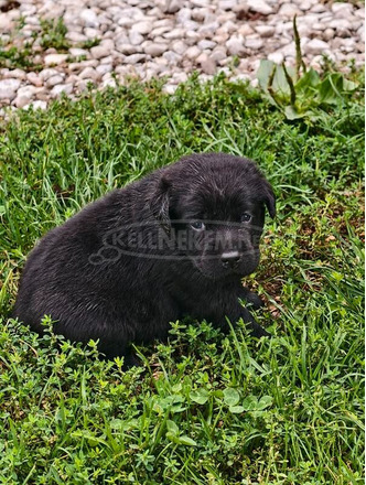 Labrador retriever kölykök