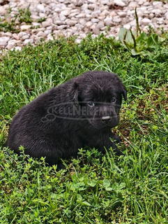 Labrador retriever kölykök