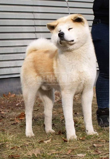 Fedező akita kan