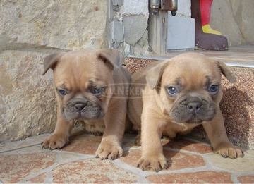 Francia bulldog, blue fawn kölykök