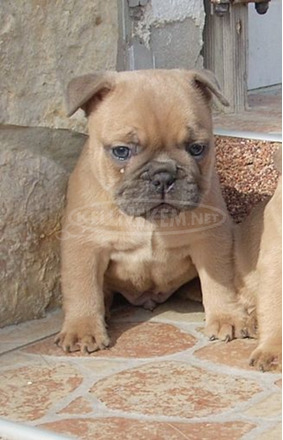 Francia bulldog, blue fawn kölykök - 2/11