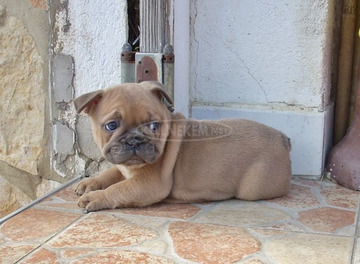 Francia bulldog, blue fawn kölykök