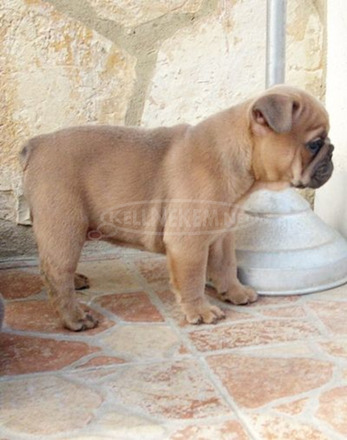 Francia bulldog, blue fawn kölykök - 5/11