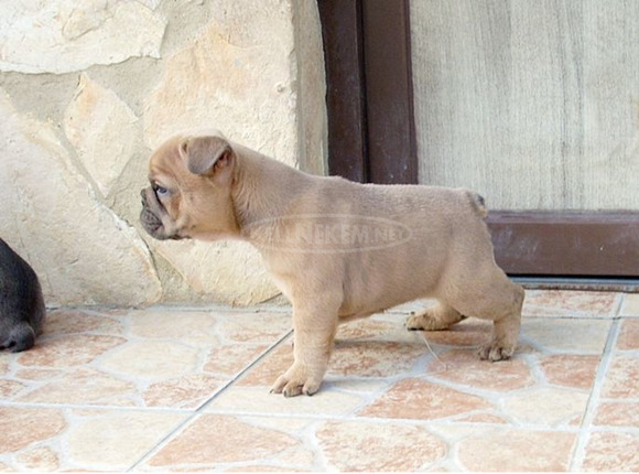 Francia bulldog, blue fawn kölykök - 6/11