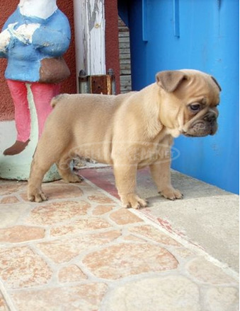 Francia bulldog, blue fawn kölykök - 8/11