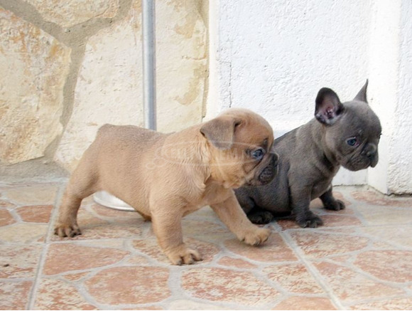 Francia bulldog, blue fawn kölykök - 11/11