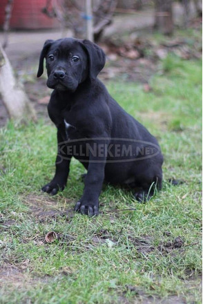 Eladó, Törzakönyvezett Cane Corso kiskutyák - 3/8