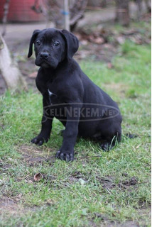 Eladó, Törzakönyvezett Cane Corso kiskutyák