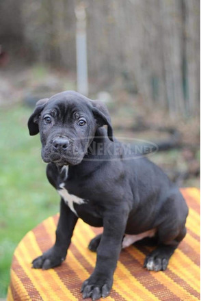 Eladó, Törzakönyvezett Cane Corso kiskutyák - 4/8