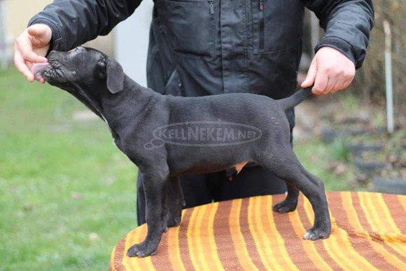 Eladó, Törzakönyvezett Cane Corso kiskutyák - 5/8