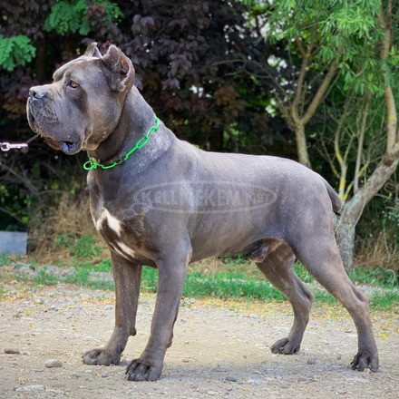 Eladó, Törzakönyvezett Cane Corso kiskutyák - 6/8