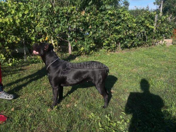 Eladó, Törzakönyvezett Cane Corso kiskutyák - 7/8