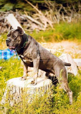 Eladó, Törzakönyvezett Cane Corso kiskutyák - 8/8