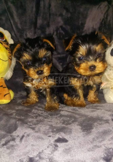 Extra mini yorkshire terrier